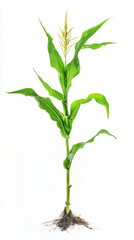 Corn plant isolated on a white background for garden design.