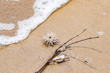 A sea urchin of white and red color washed ashore sea beach sand with wave receding.