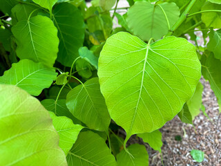 Close up on Ficus religiosa leaves on tree, Sacred fig leaf Ficus religiosa L, Pipal Tree, Bohhi Tree, Bo Tree, Peepul