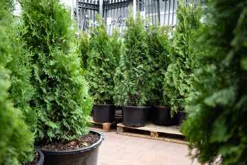 Potted evergreen trees in a garden center.