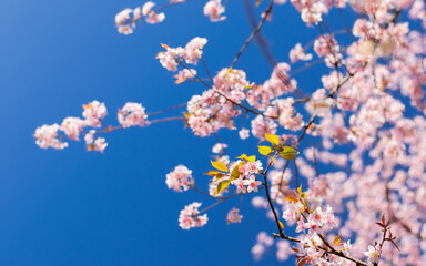 Pink Cherry blossom or Sakura flowers blooming on tree during spring cherry blossom festival on blue sky background with copy space.