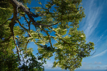 Fototapeta premium Hiking in Los Osos State Park