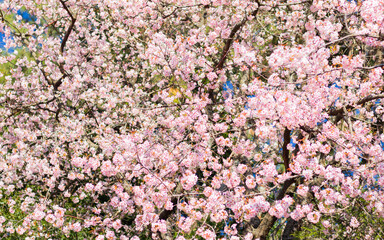 Tree full of cherry blossom or pink sakura flowers during spring season.