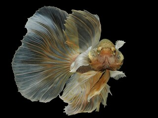 Potrait beautiful movements of betta fish Dumbo ear, 25 August 2024 Indonesia
