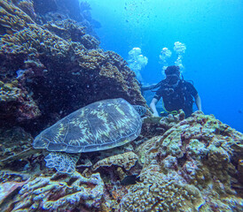 Sea Turtle Encounter Underwater. A diver encounters a sea turtle in a vibrant coral reef. The underwater scene is filled with colorful corals and other marine life.