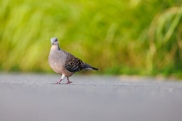 歩道で餌を探す野生のハト