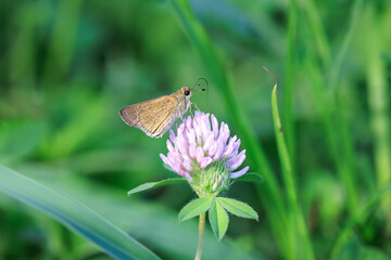 草むらのピンクの花の上に止まる小さな茶色の蝶
