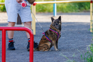 飼い主と公園を散歩する犬
