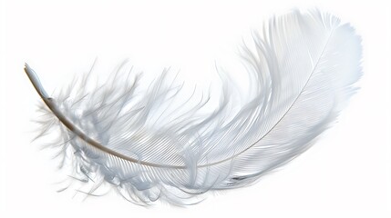 a soft, white down feather with fine textures and a gentle curve, set against a clear, transparent background.