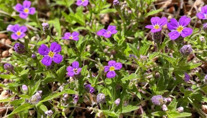 Fototapeta premium Blooming beauty A field of vibrant purple flowers