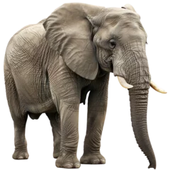  An elephant isolated on a transparent background © Thodsaporn