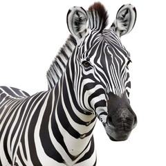 Fototapeta premium A zebra isolated on a transparent background