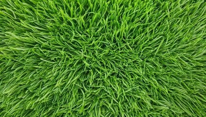  Vibrant green grass closeup