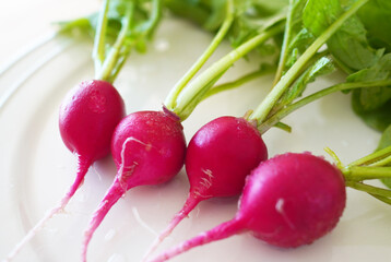 採れたて新鮮な二十日大根（ラディッシュ）