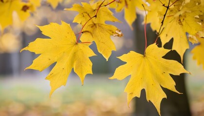 Obraz premium Autumns vibrant hues a seasonal spectacle