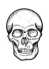 Doodle line art vector illustration of a human skull