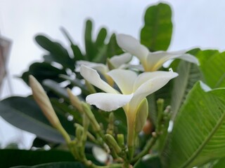 Plumeria laos flower, Champa flower, Dork champa LAOS, CHAMPA