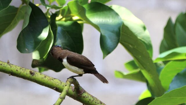 Rice sparrows perch on tree branches