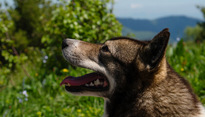 Profile dog in green field, tongue out