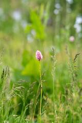 Pink wildflower among green grasses in meadow.