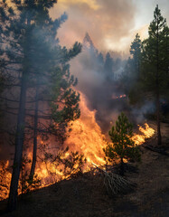 Fototapeta premium Forest burning with smoke