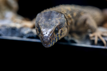 イボヨルトカゲのアップ