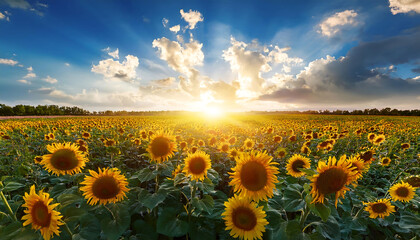 Sunflower field with cloudy blue sky