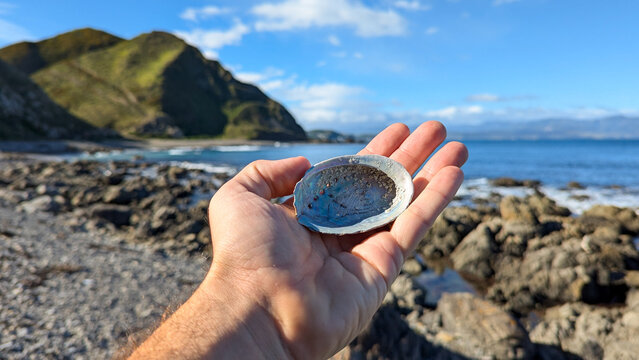 Holding a New Zealand paua shell haliotis iris in hand with scenic coastal landscape with sea view and rugged hills in Wellington, NZ Aotearoa