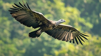 Fototapeta premium A Eurasian Griffon Vulture Soaring Against A Green Forested Background