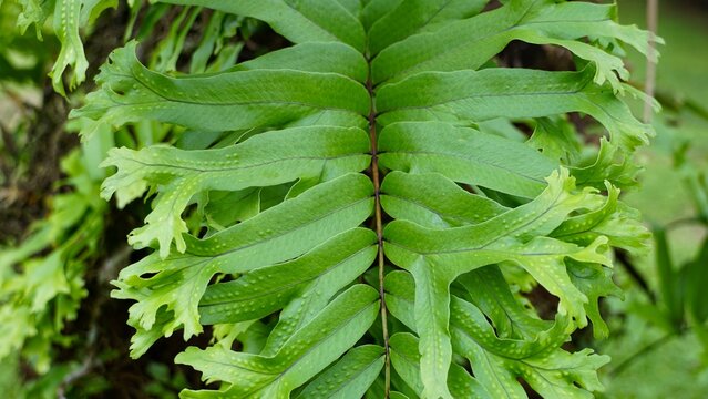 Samambaia Rainha, considerada em extin&ccedil;&atilde;o no Brasil