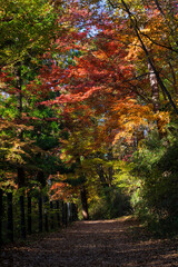 日本の風景・秋　埼玉県嵐山町　紅葉の嵐山渓谷