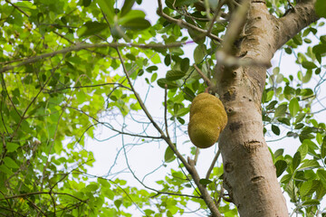 jackfruit or kathal hanging from tree. 