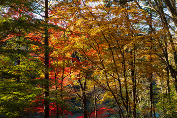 Fototapeta premium 日本の風景・秋 埼玉県嵐山町 紅葉の嵐山渓谷