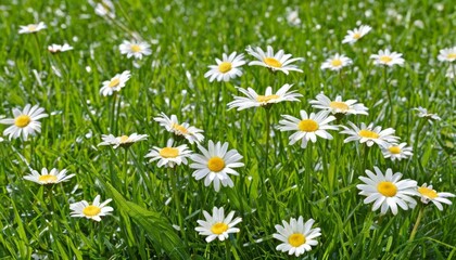 Fototapeta premium Natures beauty in bloom A field of white and yellow daisies