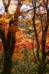 日本の風景・秋　埼玉県嵐山町　紅葉の嵐山渓谷