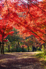 日本の風景・秋　埼玉県嵐山町　紅葉の嵐山渓谷