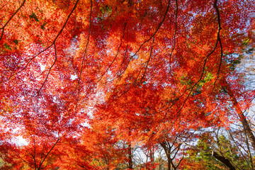 日本の風景・秋　埼玉県嵐山町　紅葉の嵐山渓谷