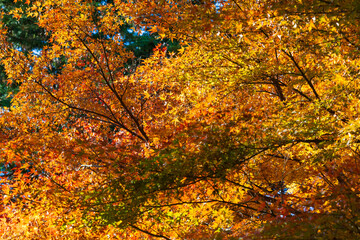 日本の風景・秋　埼玉県嵐山町　紅葉の嵐山渓谷