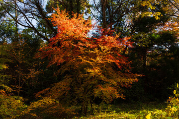 日本の風景・秋　埼玉県嵐山町　紅葉の嵐山渓谷