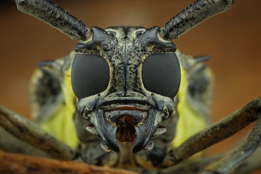 Closeup The Longhorn Beetle Batocera Rufomaculata, 25 August 2024 Indonesia
