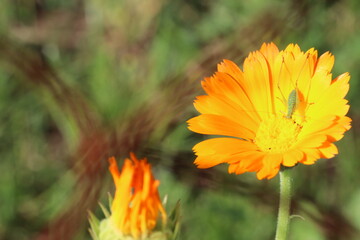 A detailed closeup view of a vibrant orange flower against a green background