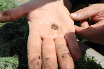 A man's hand holds small arugula seeds in his hand in spring before planting in the ground