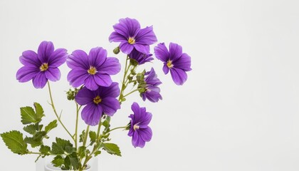 Obraz premium Vibrant purple flowers in a vase perfect for a fresh and lively atmosphere