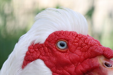 This is a closeup view of the head of a red and white duck