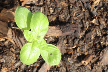 A small green plant is emerging from the earths surface