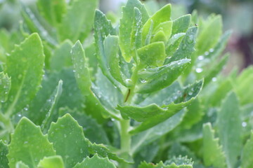 This is a close up of a vibrant green plant that has water drops on its leaves