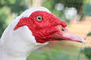 A detailed close up of a beautiful white duck featuring a striking red head