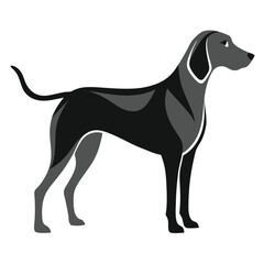 Stylish American Coonhound Silhouette Vector Design on a White Background