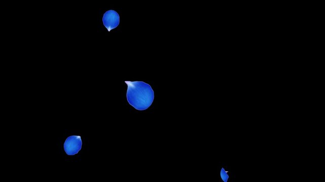 Rose Flutter Down 03 Loop Blue HD