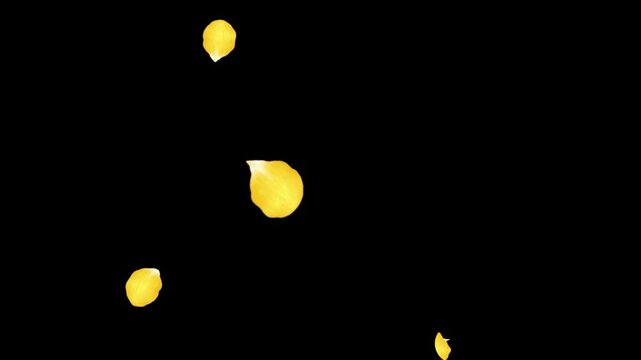 Rose Flutter Down 03 Loop Yellow HD